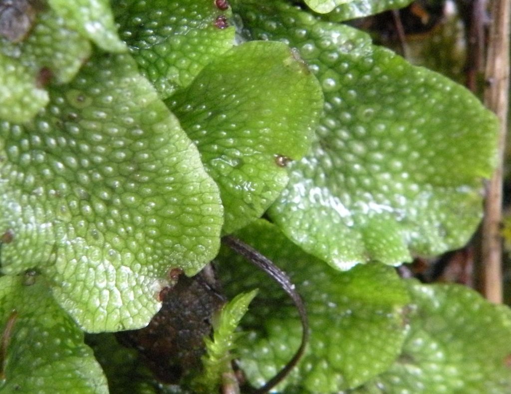 Epatica valdostana: Conocephalum conicum